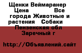 Щенки Веймаранер › Цена ­ 40 000 - Все города Животные и растения » Собаки   . Пензенская обл.,Заречный г.